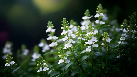 Unlock the Health Benefits of Bacopa Monnieri for Cognitive Wellness