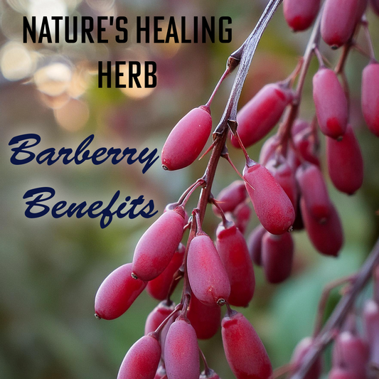 Barberry: Nature’s Medicinal Powerhouse