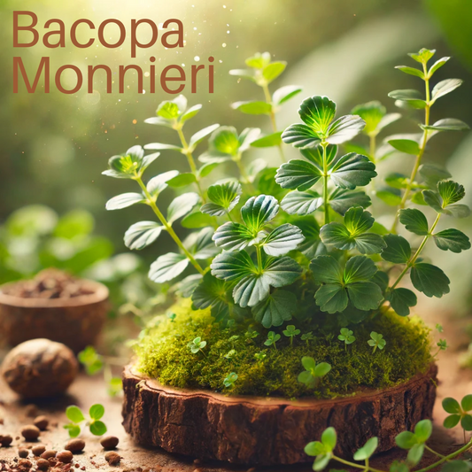 Bacopa Monnieri