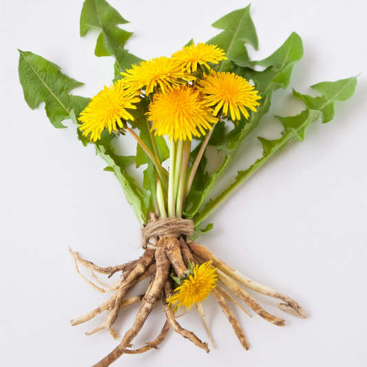 The Remarkable World of Dandelion