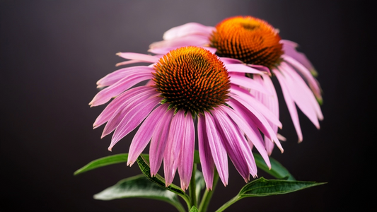 Echinacea: Therapeutic Benefits and Uses in Herbal Remedies