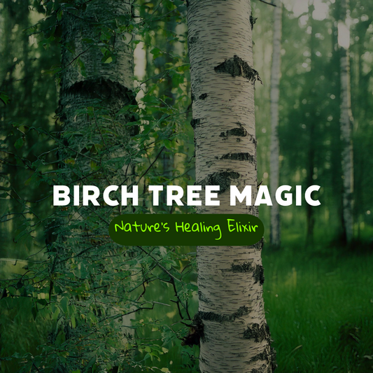 The graceful Birch (Betula alba): A Timeless Healing Remedy