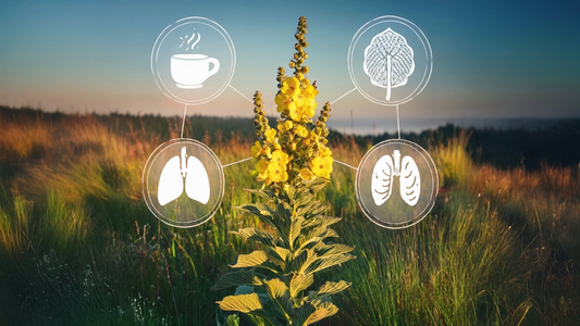 Mullein: Therapeutic Benefits for Respiratory Health