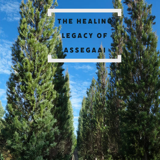 The Healing Legacy of Assegaai (Curtisia dentata)