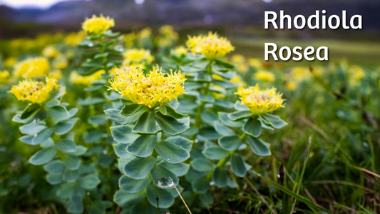 The Wonders of Rhodiola Rosea: Nature's Stress Buster