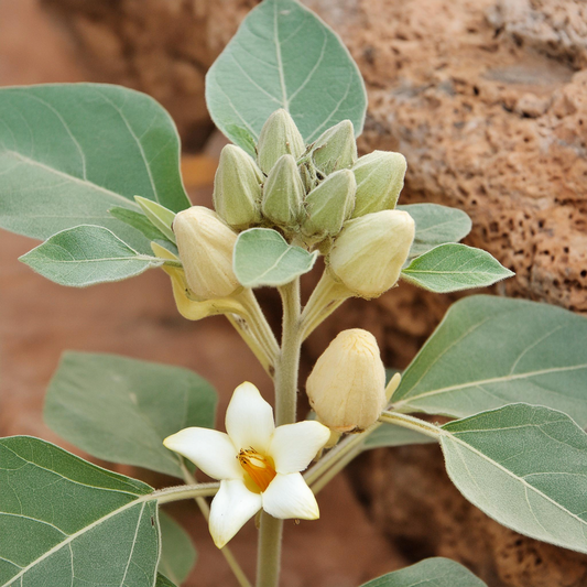 Ashwagandha, a potent adaptogenic herb