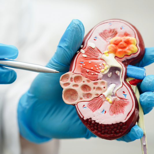 Kidney Health Awareness: Natural Remedies and Support