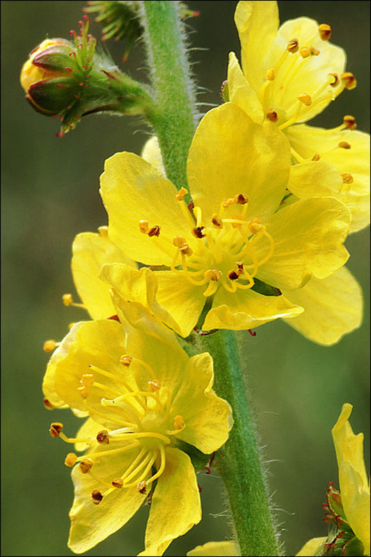 Exploring the Medicinal Wonders of Agrimony (Agrimonia eupatoria L.)