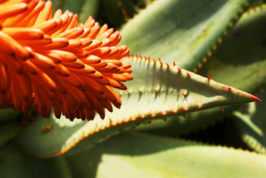 Aloe ferox and Its Medicinal Marvels