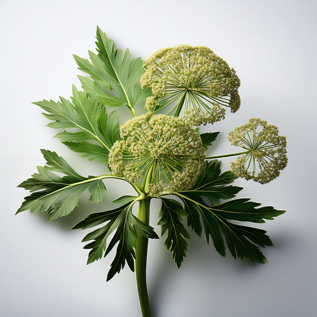 Angelica Herbal Extract