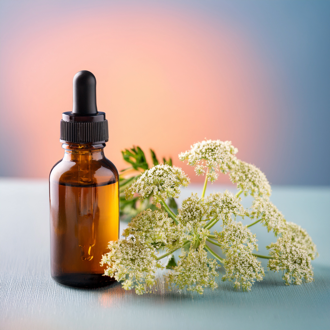 Angelica Herbal Extract