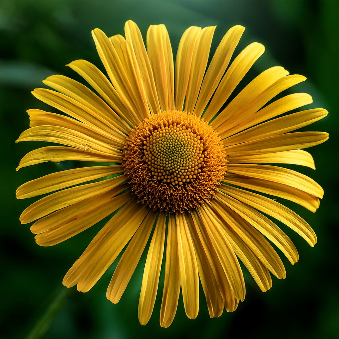 Arnica Petals Herbal Extract