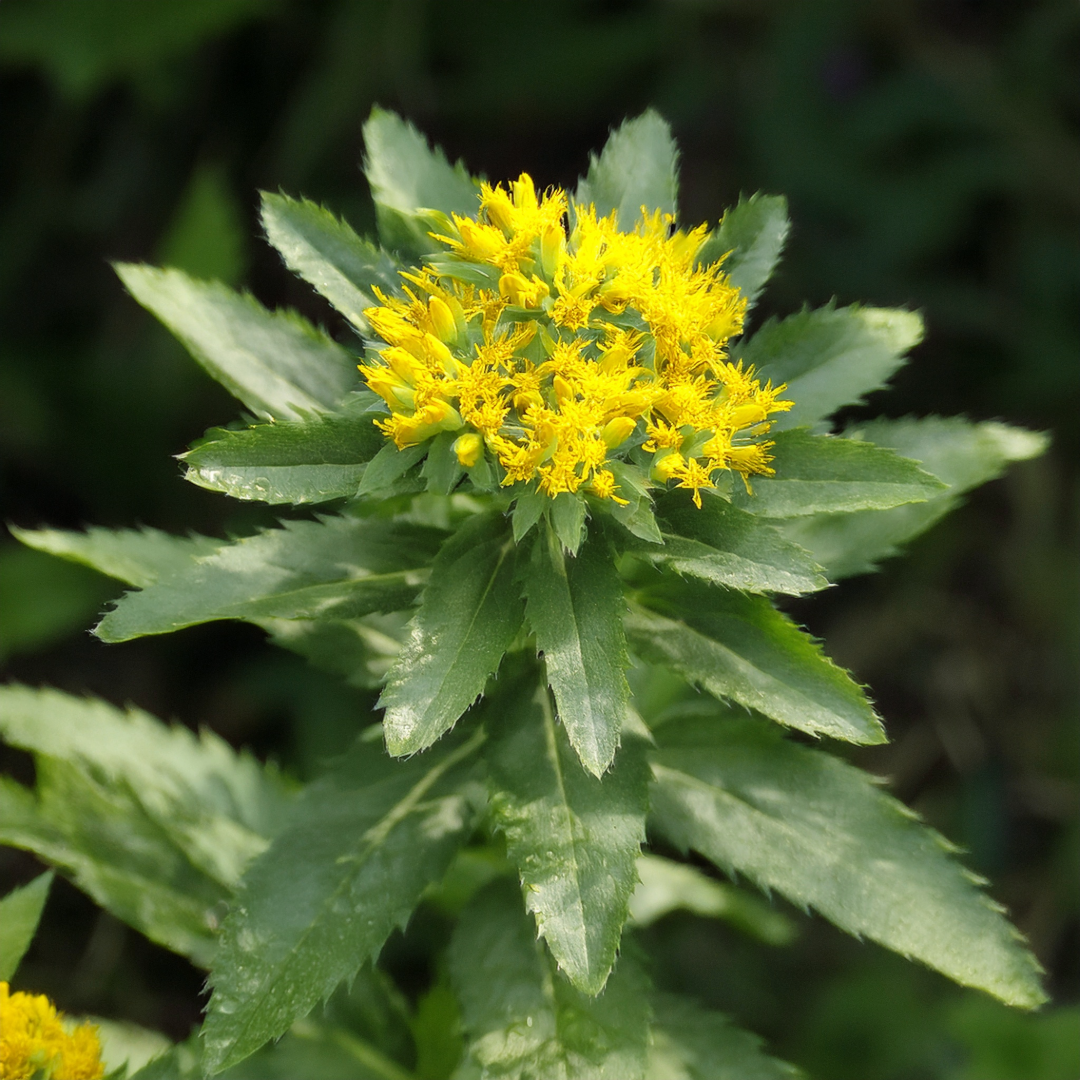 Arctic root Herbal Extract