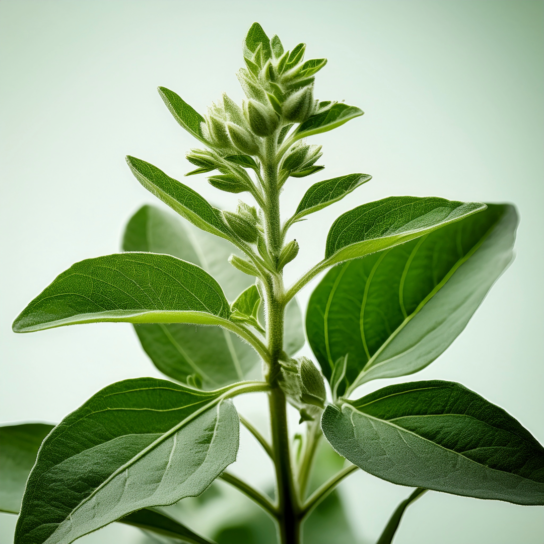 Ashwagandha Herbal Extract