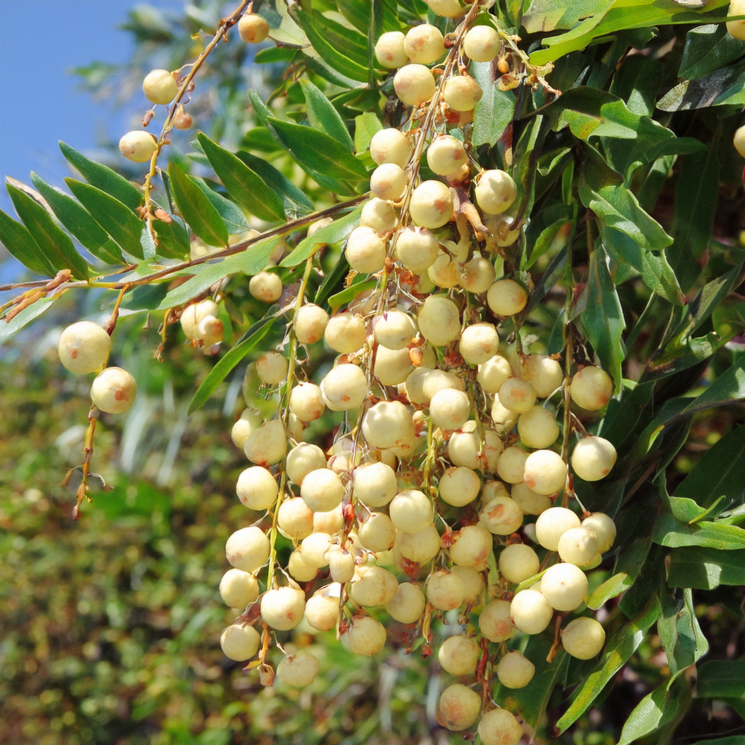 Assegaai Herbal Extract