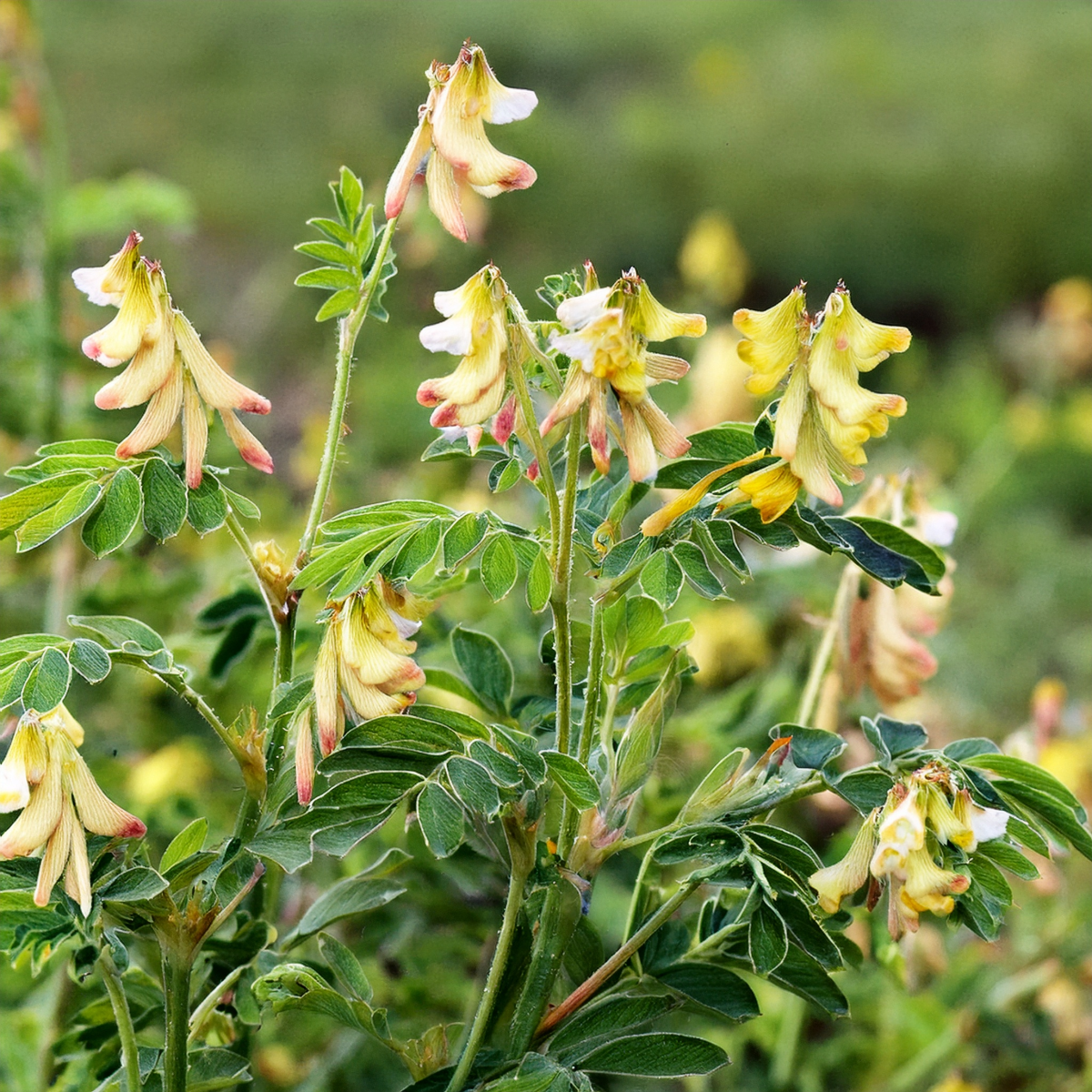 Astragalus Herbal Extract