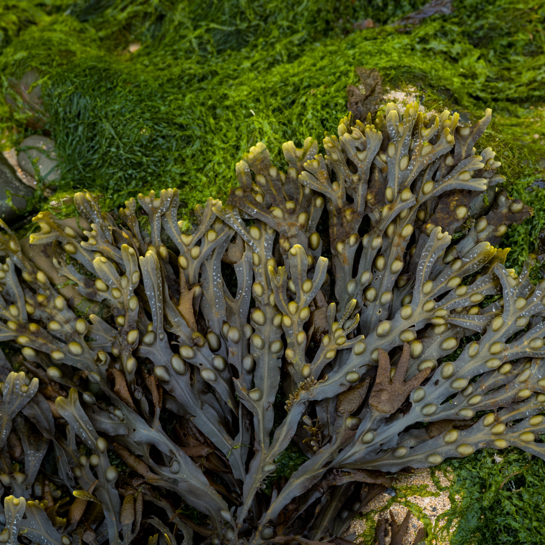 Bladder Wrack Herbal Extract