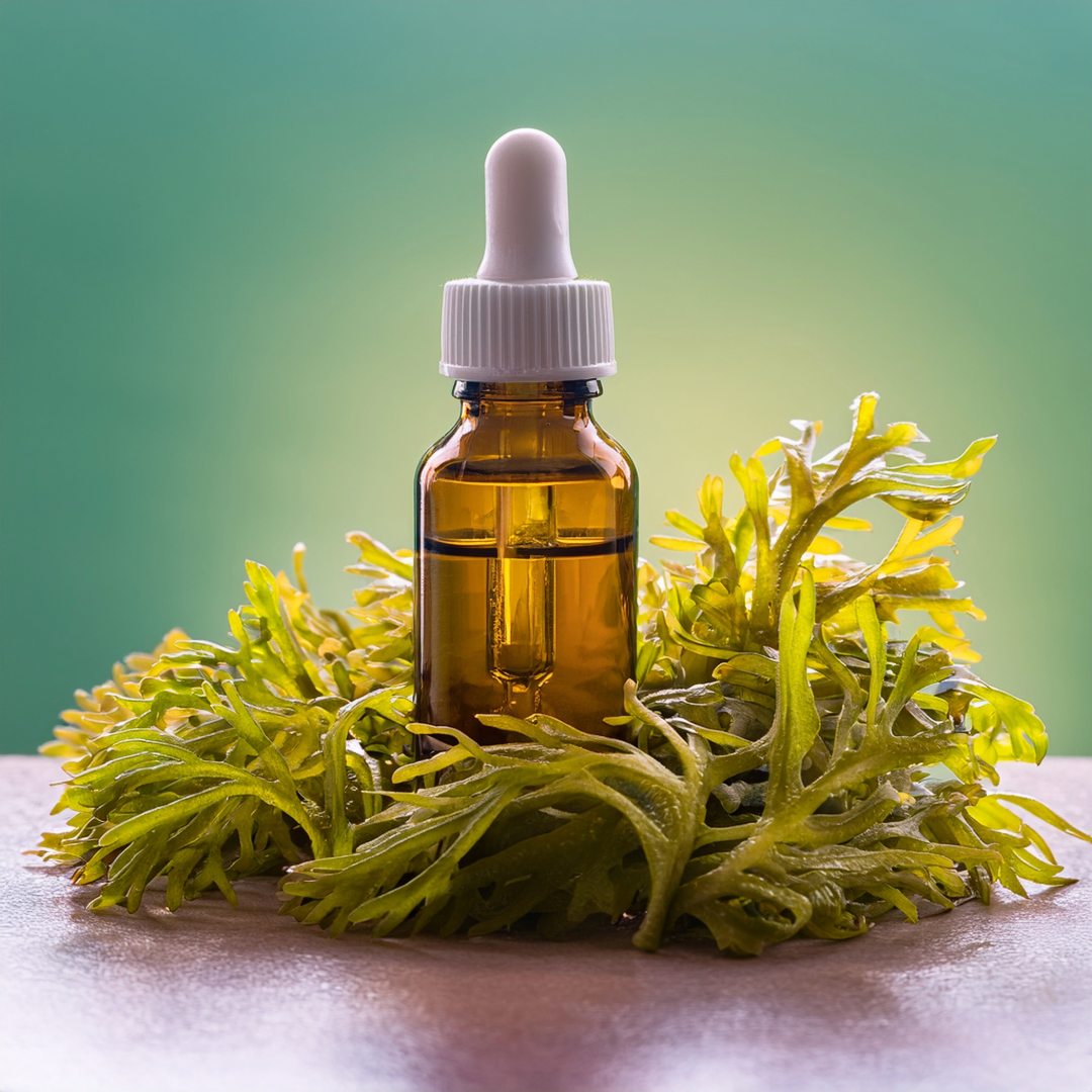 Bladder Wrack Herbal Extract