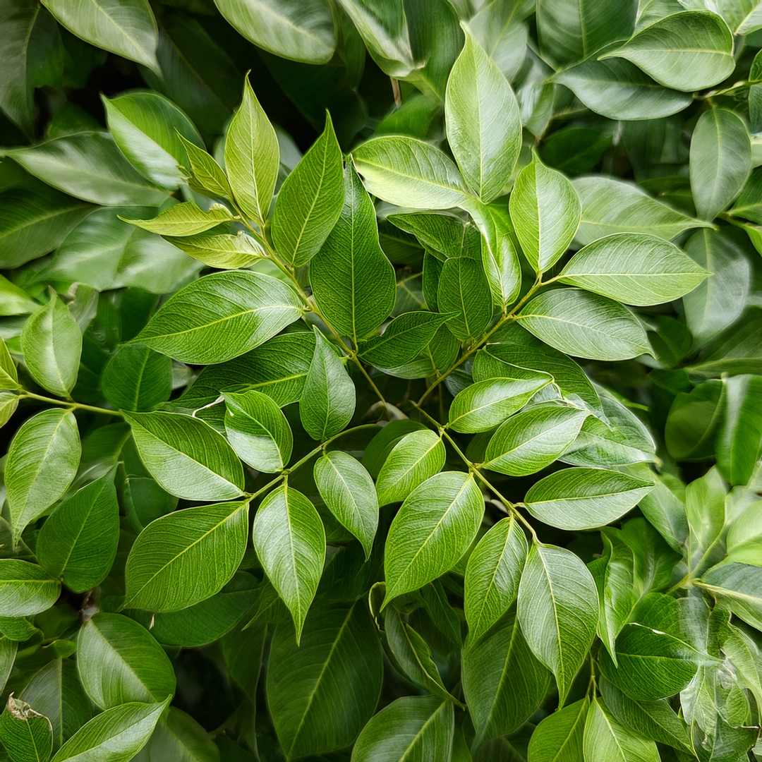 Buchu Herbal Extract