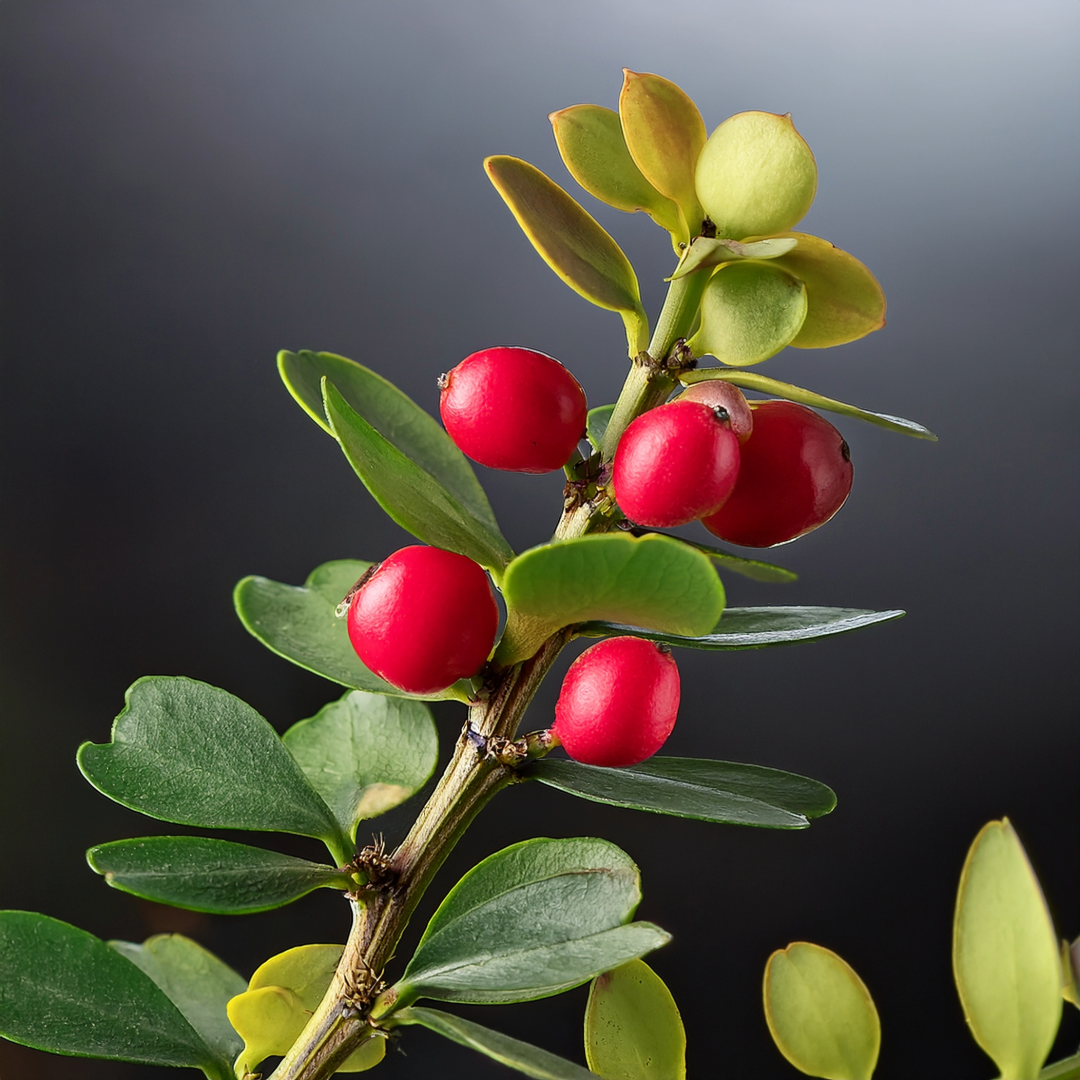 Butchers Broom Herbal Extract