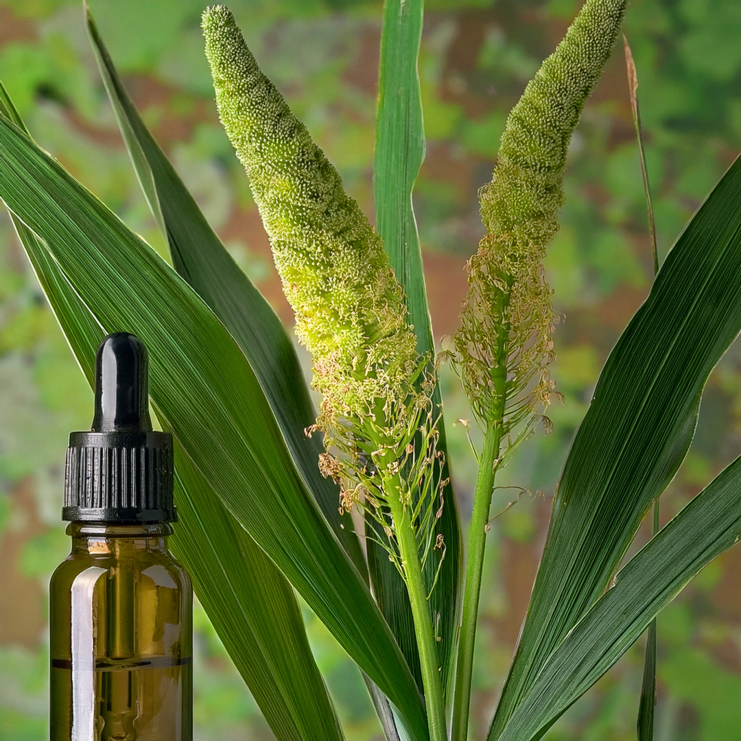 Calamus Herbal Extract