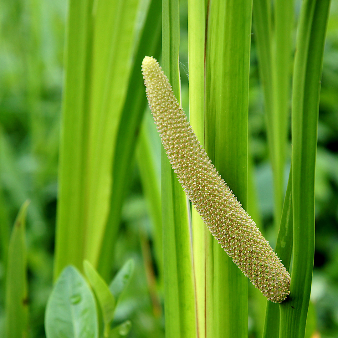 Calamus Herbal Extract