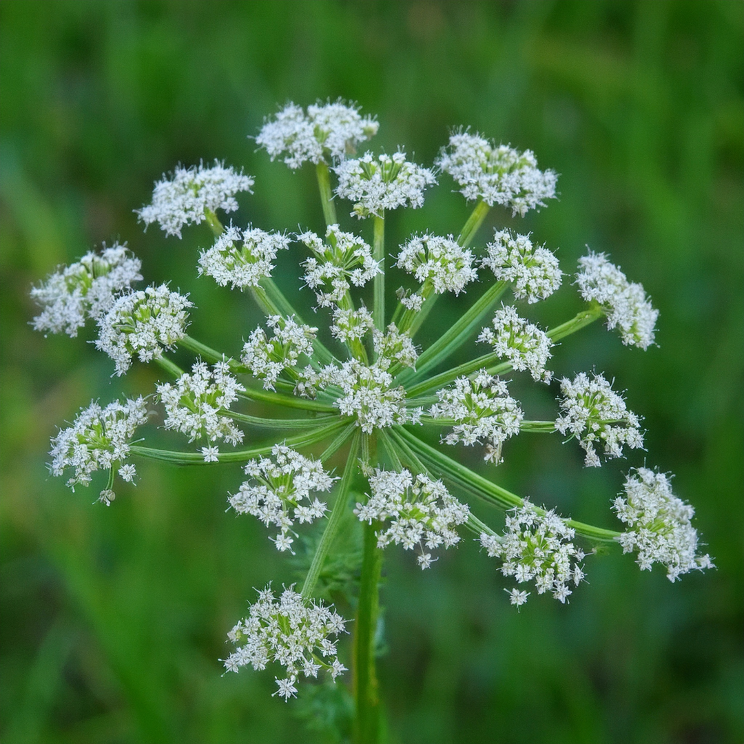 Caraway Herbal Extract