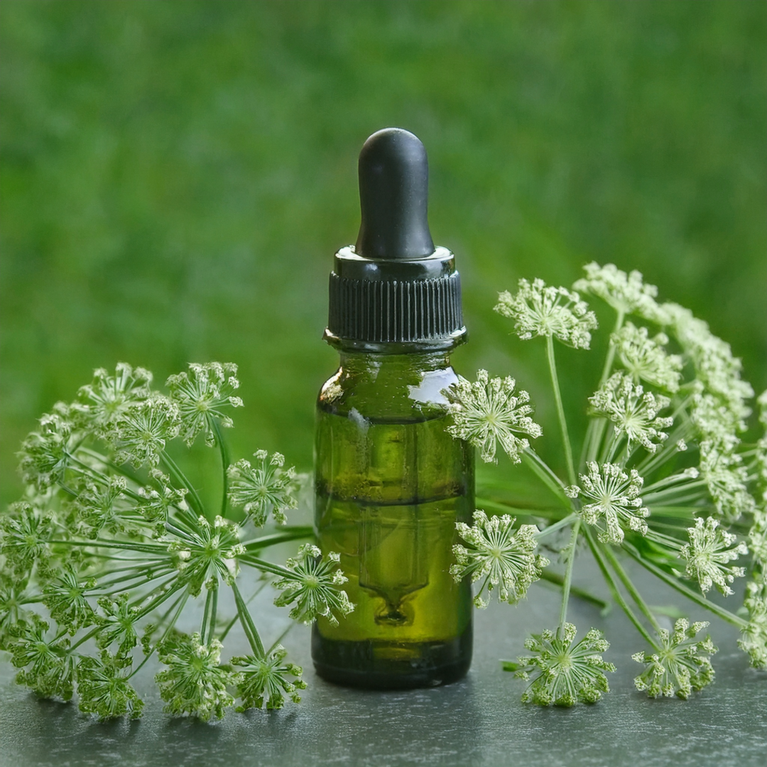 Caraway Herbal Extract