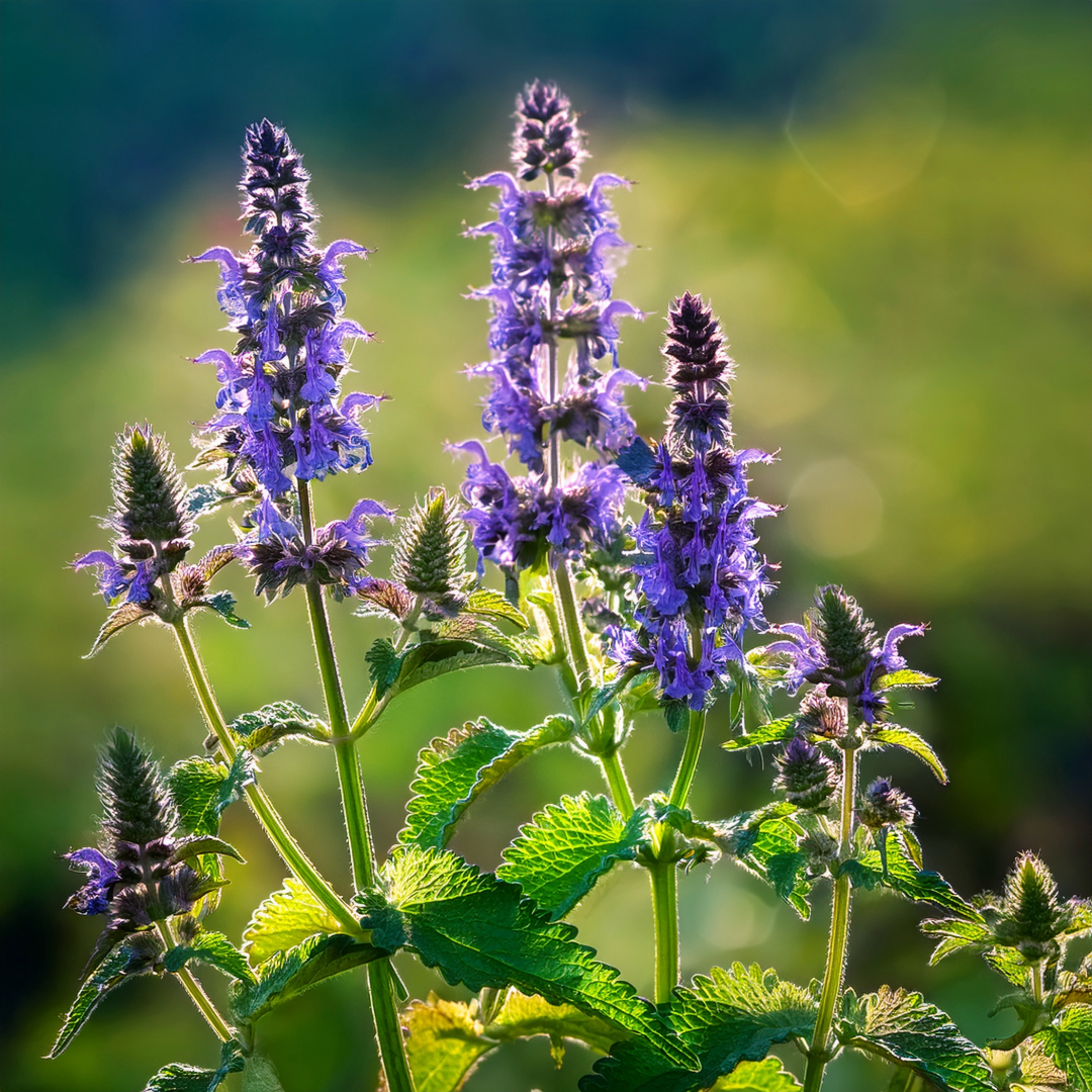 Catnip Herbal Extract