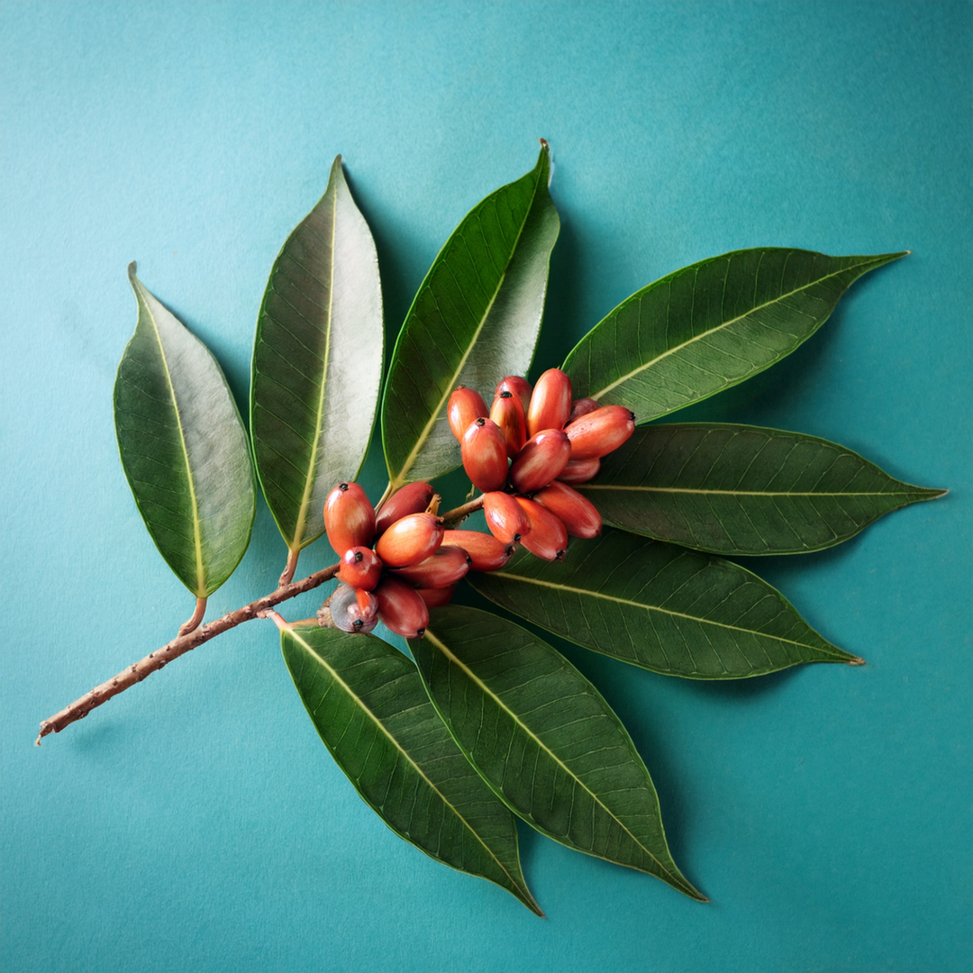 Catuaba Herbal Extract