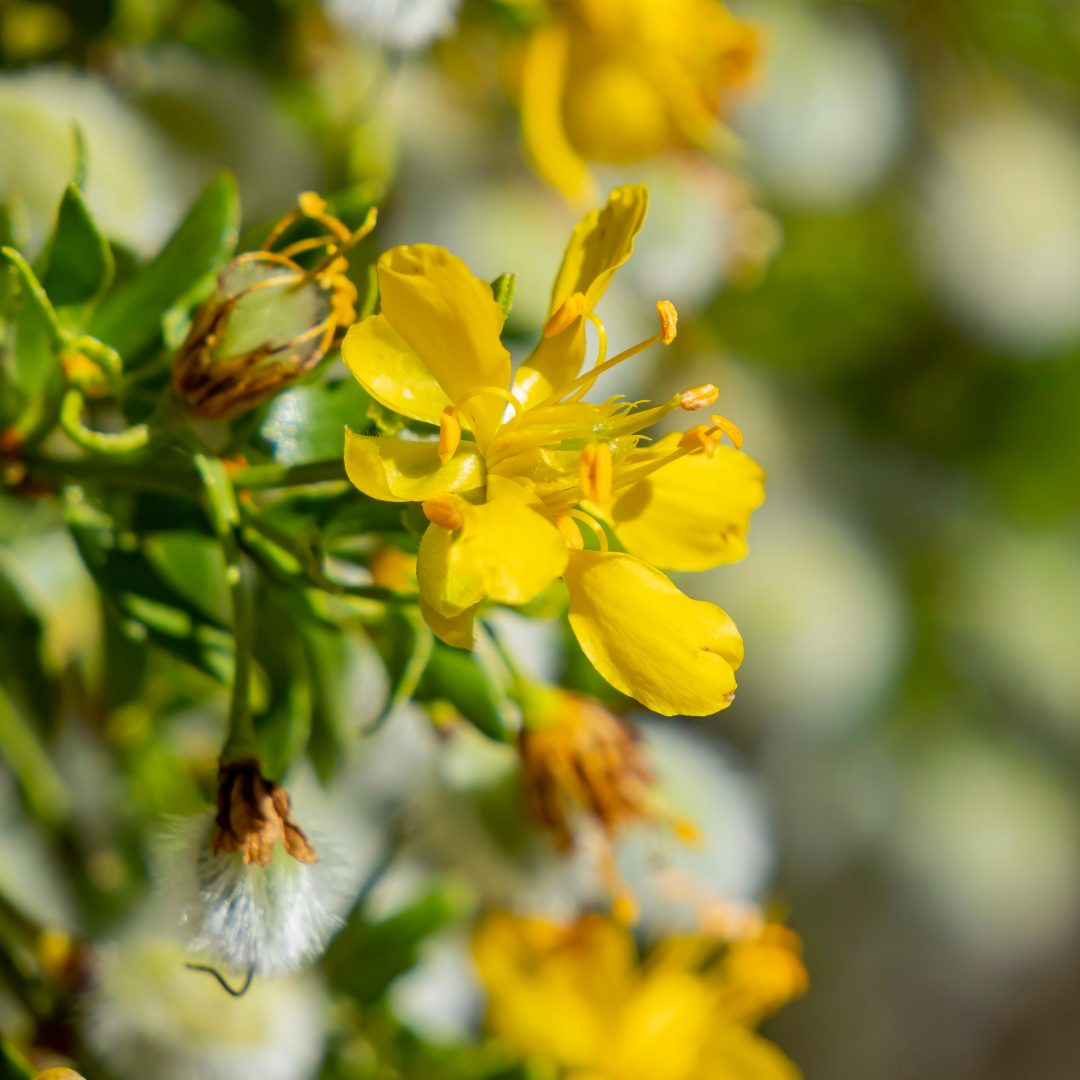 Chapparal Herbal Extract