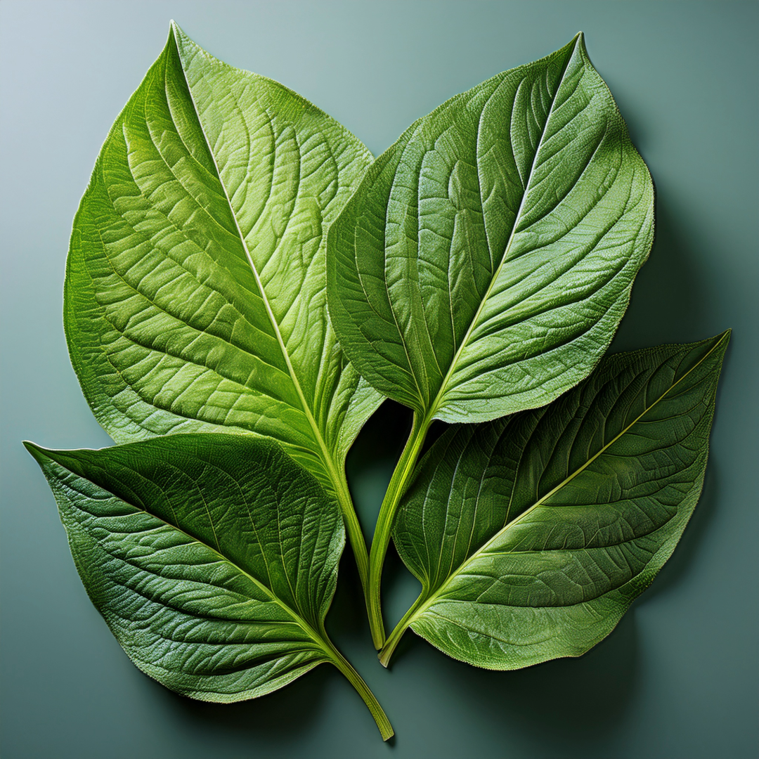 Comfrey Leaves Herbal Extract