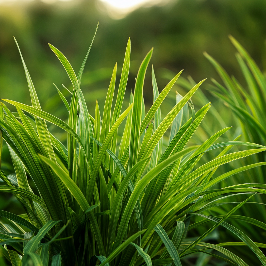 Couchgrass Herbal Extract