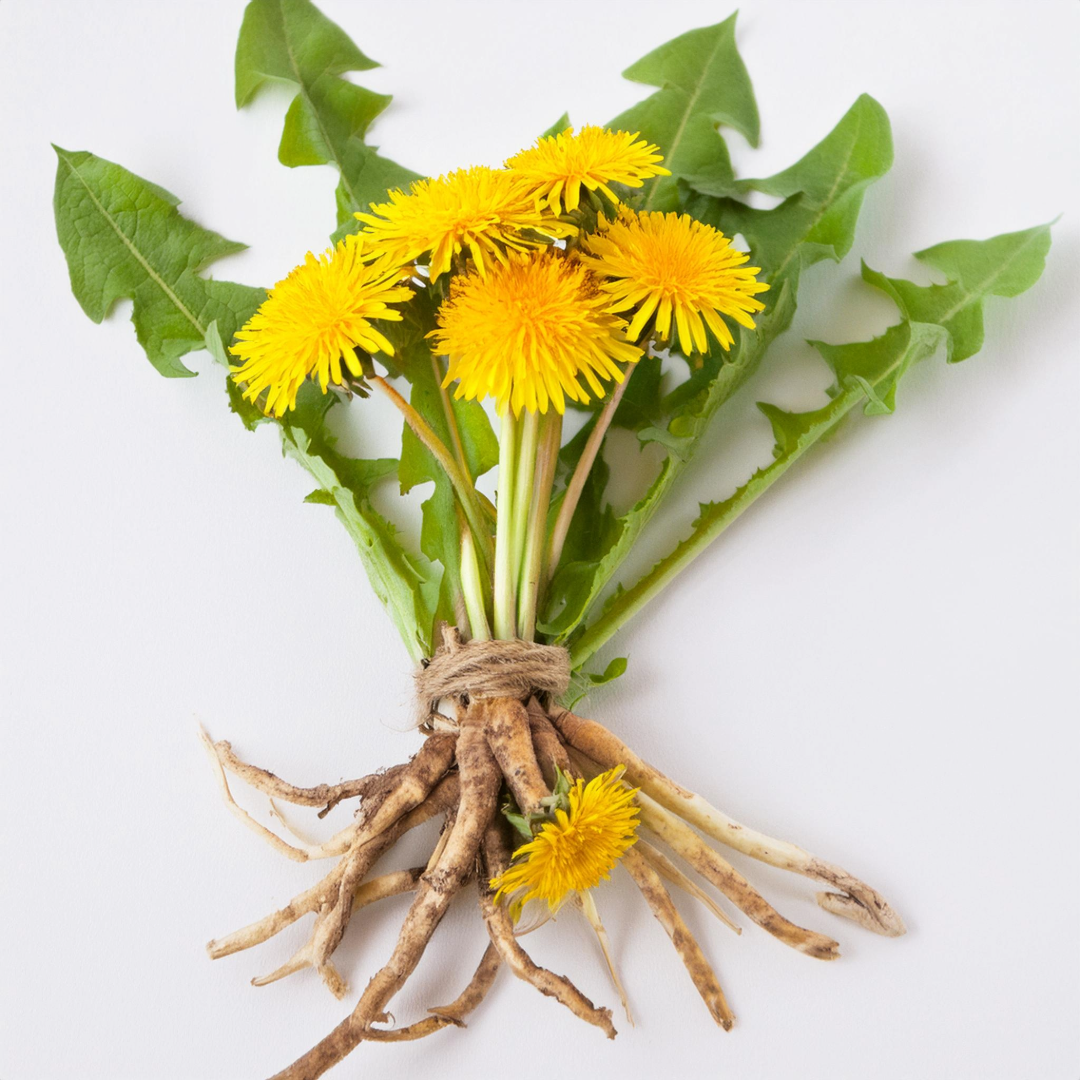 Dandelion root extract in amber dropper bottle, highlighting natural herbal remedy benefits like digestive aid, diuretic properties, and liver health support.