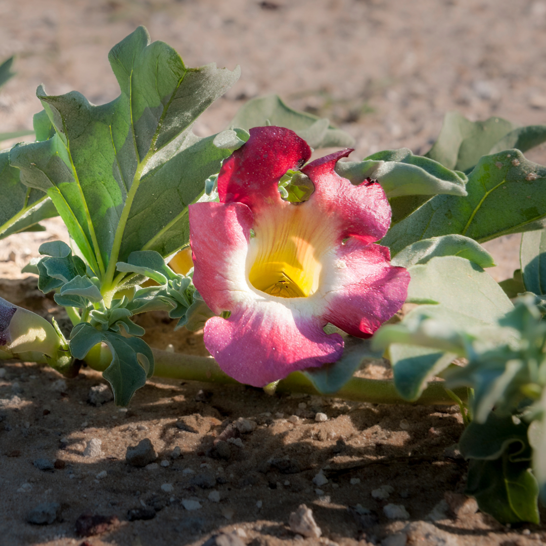 Devil’s Claw Herbal Extract