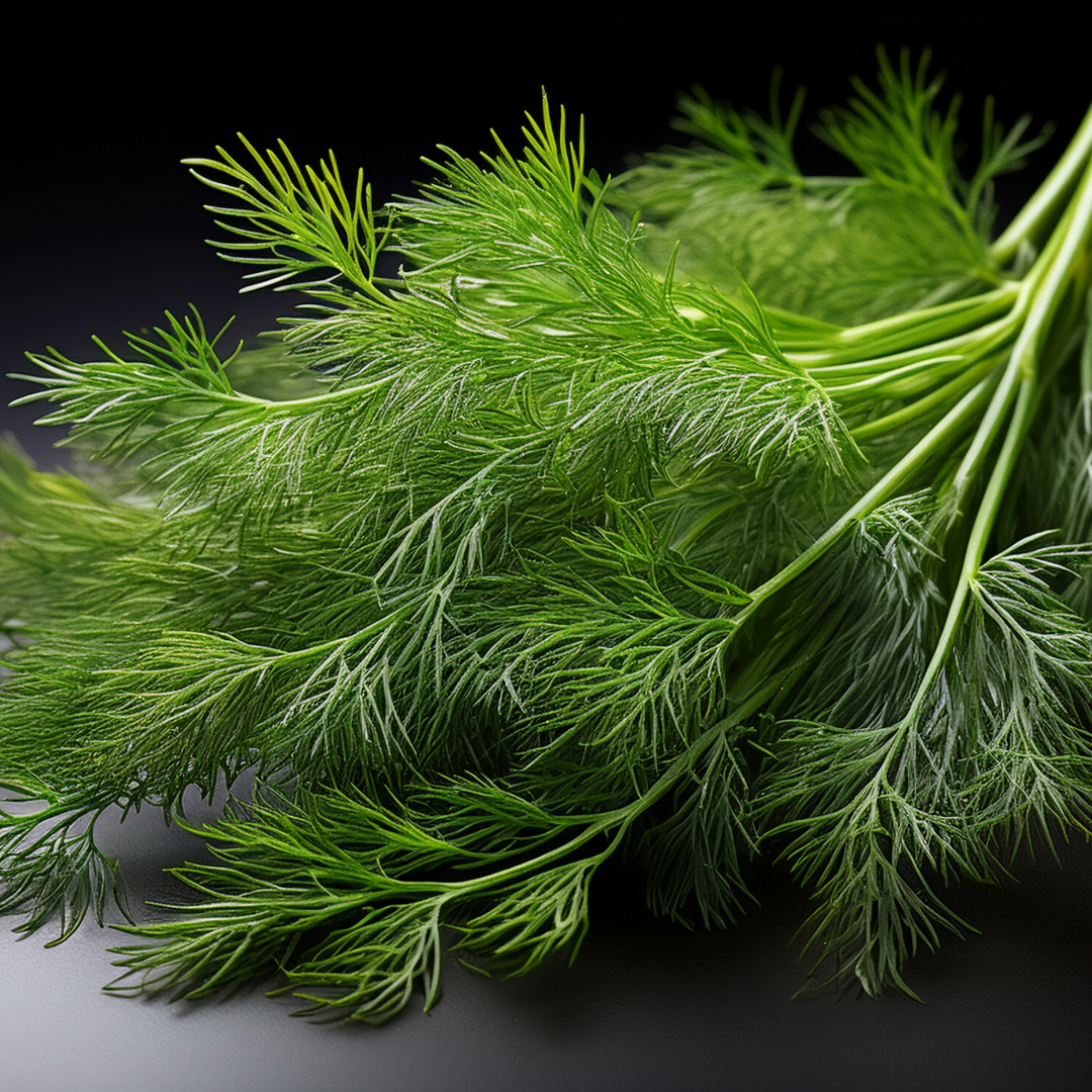 Dill Herbal Extract