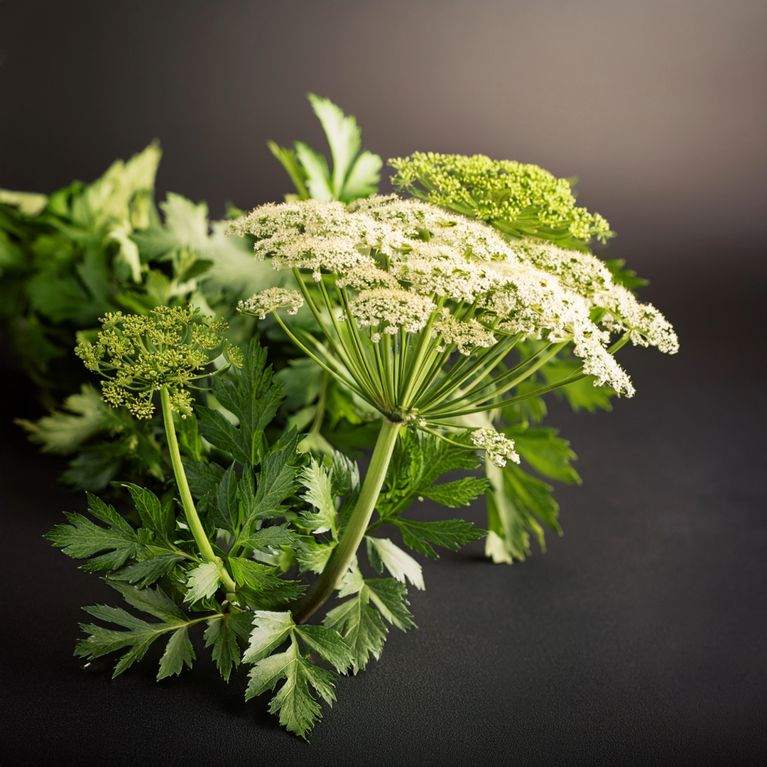 Dong Quai Herbal Extract