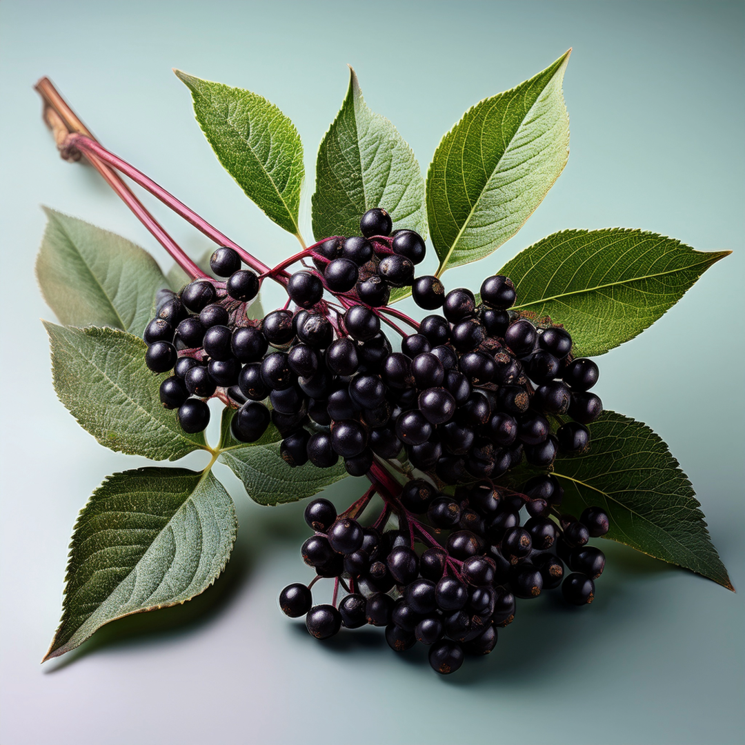 Elderberry Herbal Extract