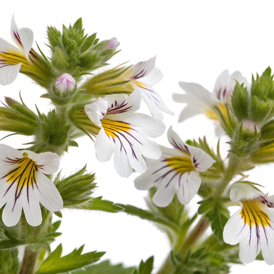 Eyebright Herbal Extract