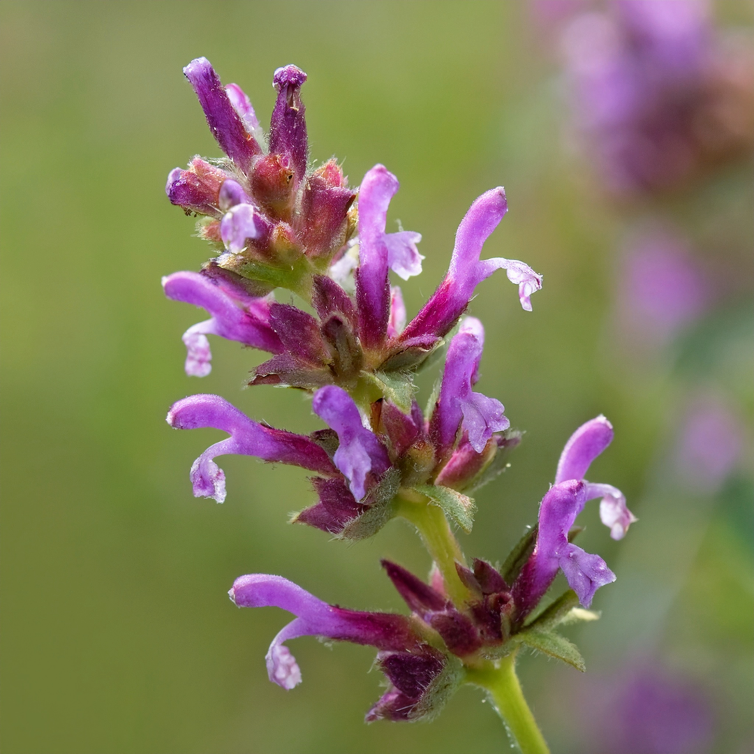 Fumitory Herbal Extract