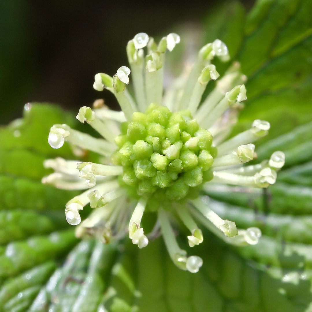 Golden Seal Herbal Extract