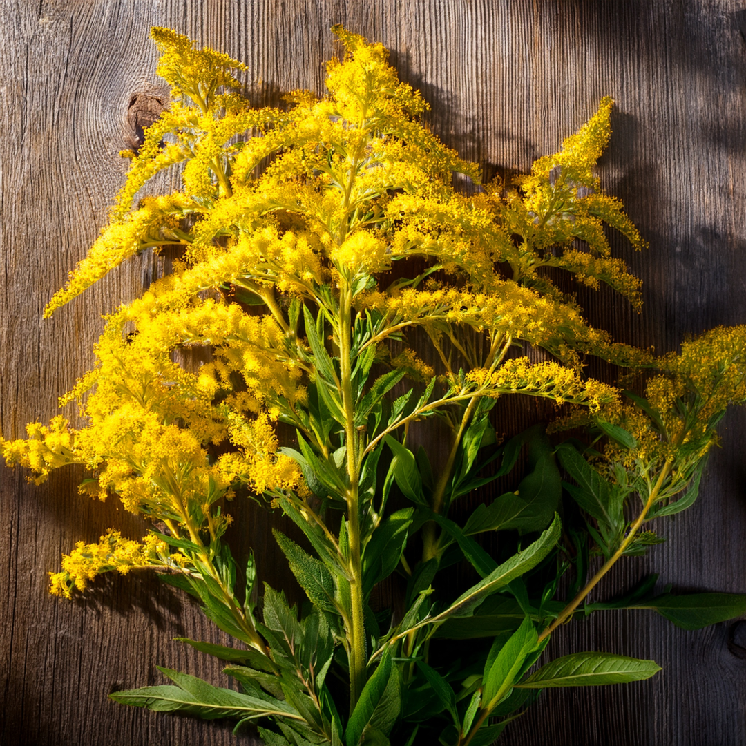 Golden Rod Herbal Extract