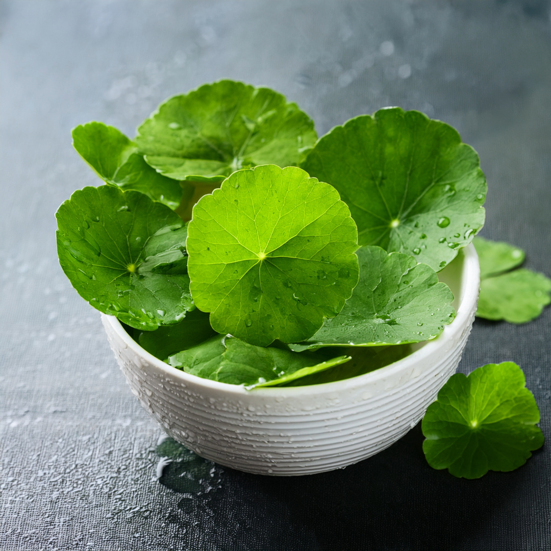 Gotu Kola Herbal Extract