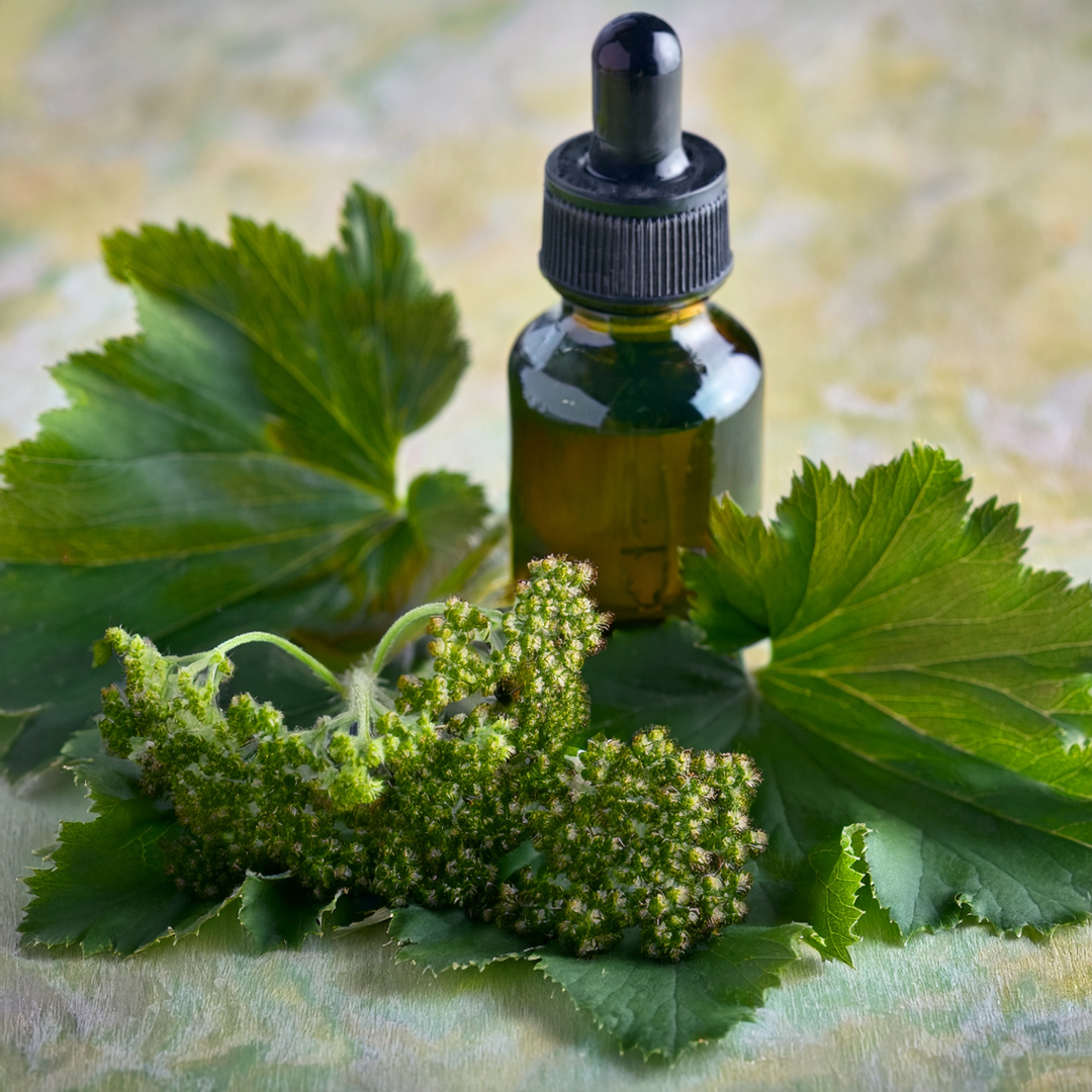 Lady’s Mantle Herbal Extract