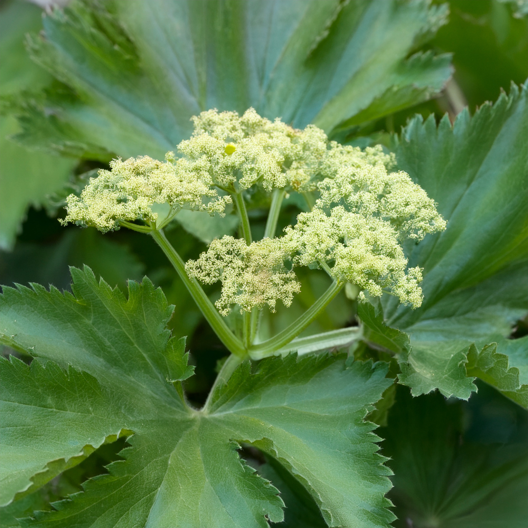 Lady’s Mantle Herbal Extract