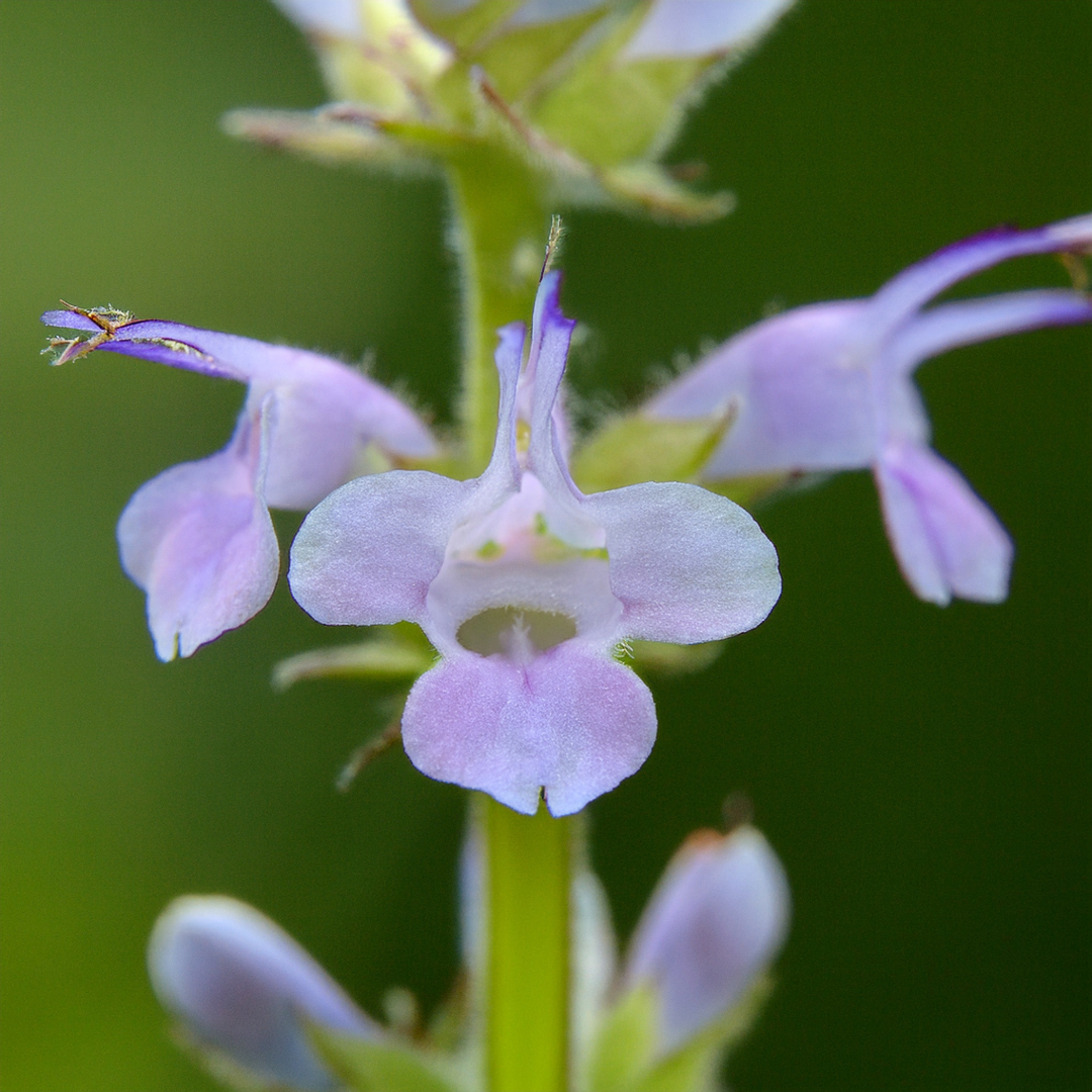 Lobelia Herbal Extract