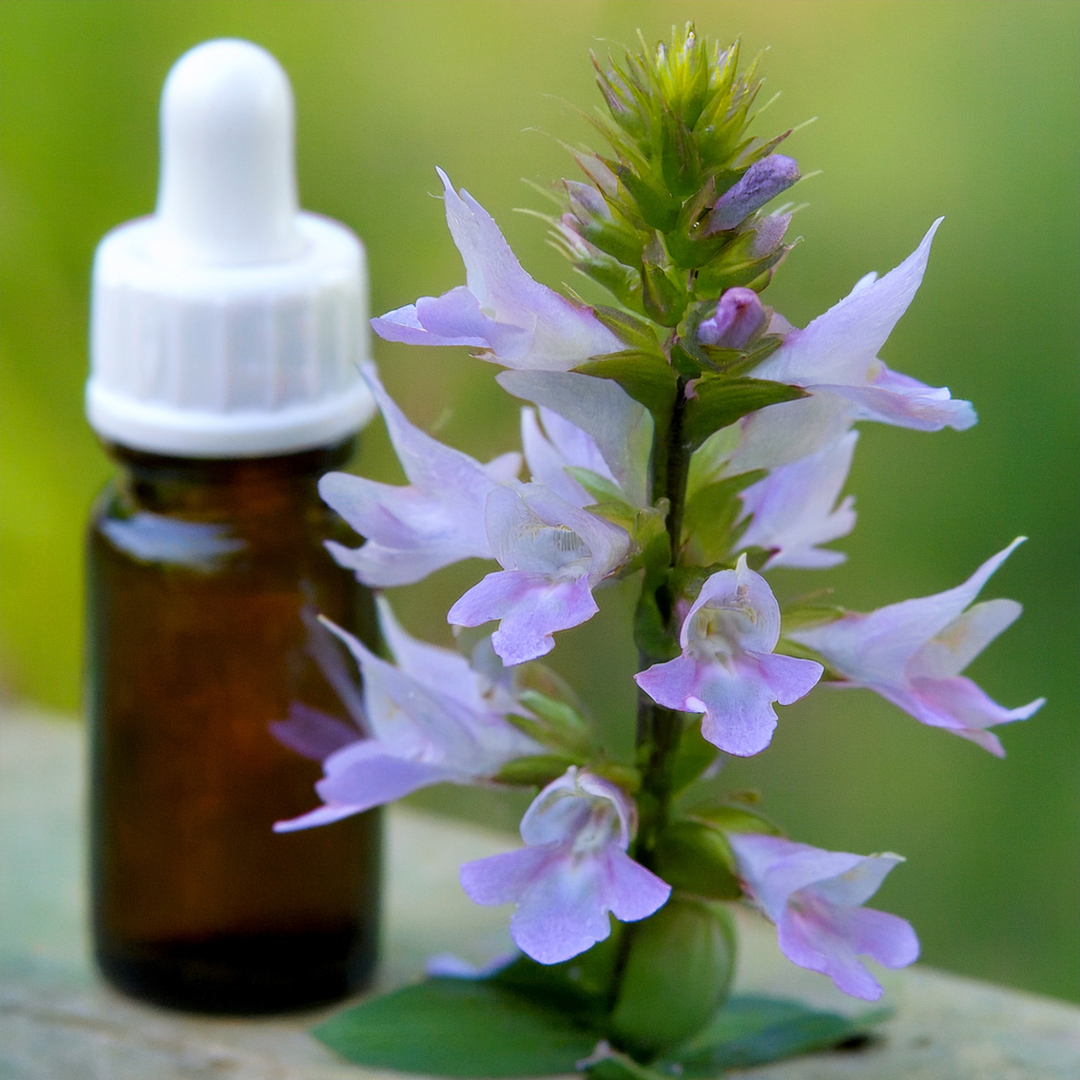 Lobelia Herbal Extract