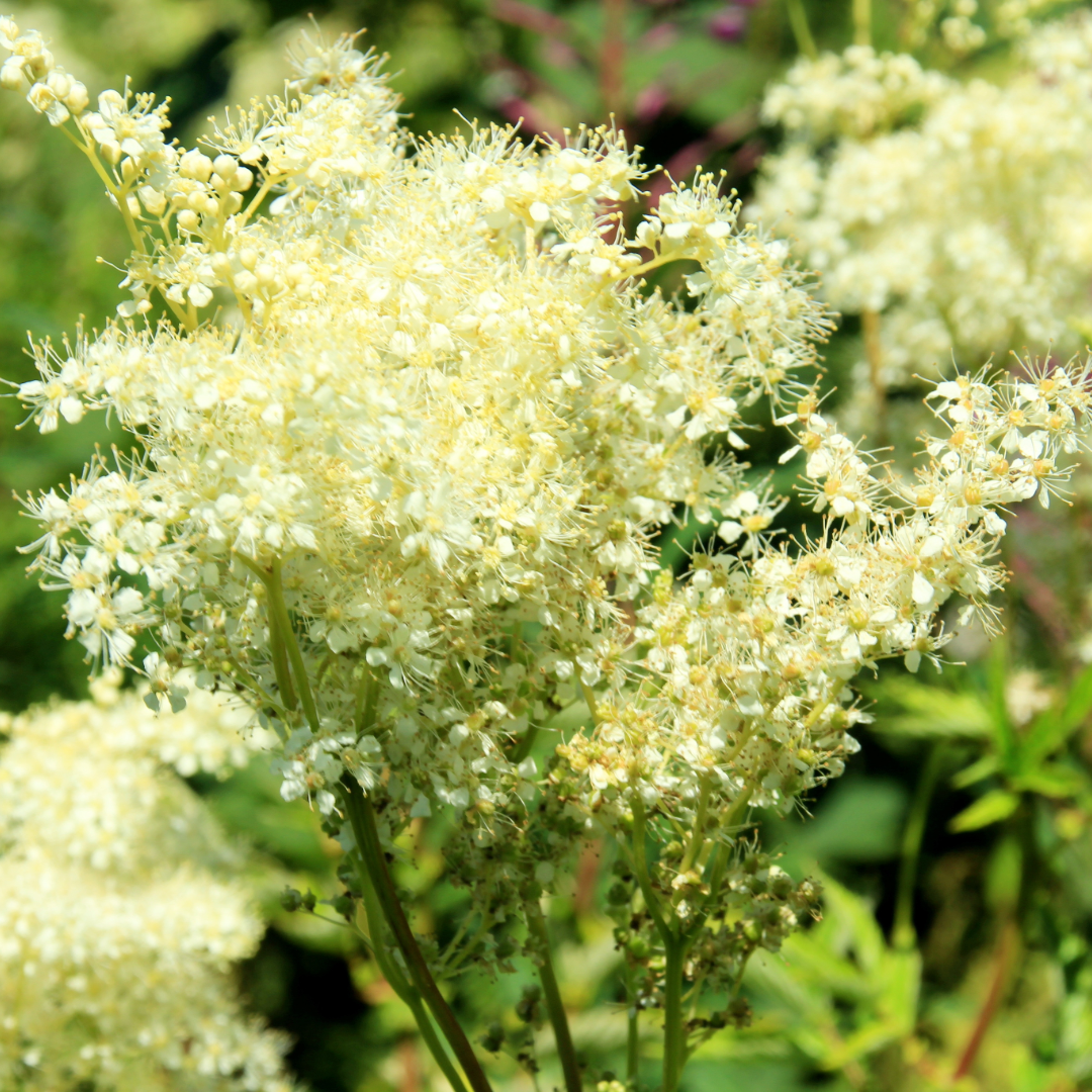Meadowsweet Herbal Extract
