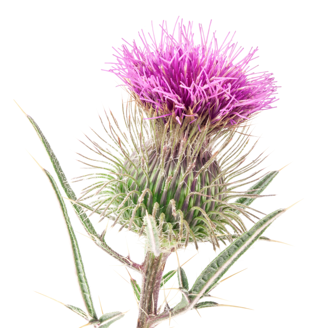 Milkthistle Herbal Extract