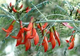 Sutherlandia Frutescens plant with red flowers, also known as Cancer Bush